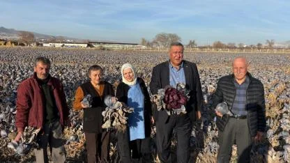 25 dönüm karalahanası tarlada çürüyen çiftçi çaresiz