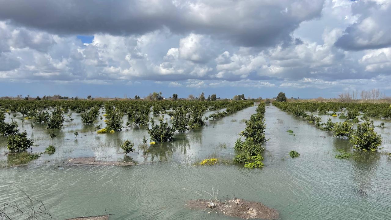Adana'da bahçeler ve ekili araziler su altında