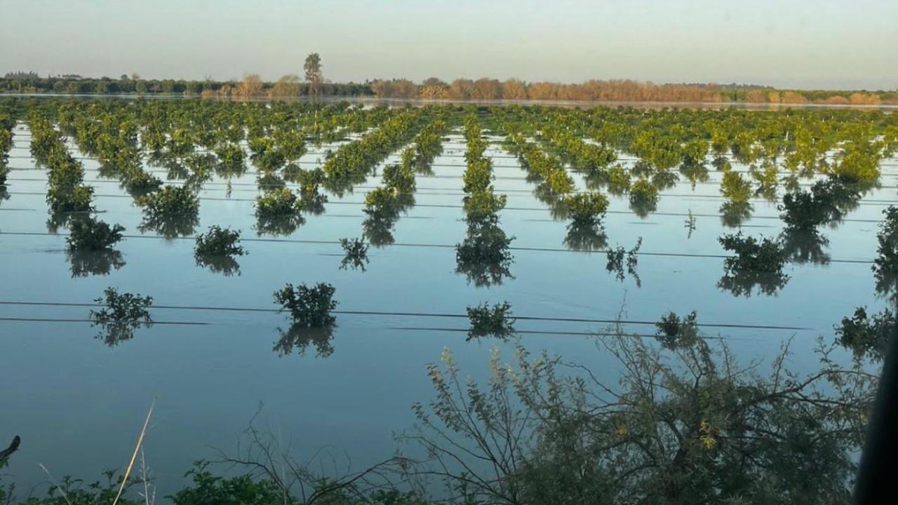 Adana'da hasat edilmemiş mandalina bahçeleri su altında