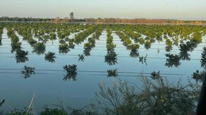 Adana'da hasat edilmemiş mandalina bahçeleri su altında