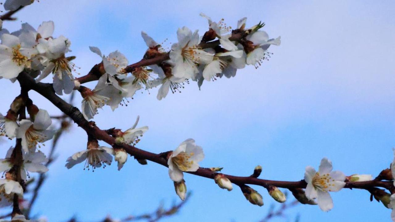 Badem ve erik ağaçları çiçek açtı; ilk cemre havaya düştü