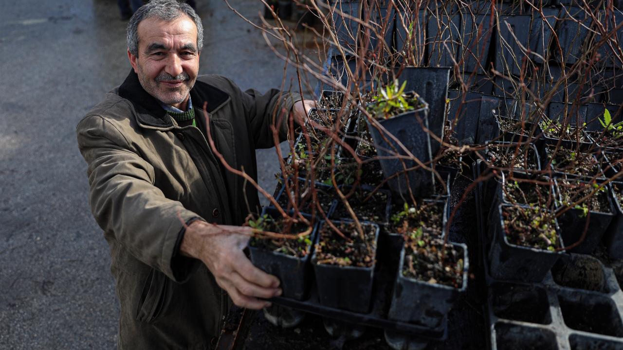 Bursa Büyükşehir'den dağ yöresine fide ve fidan desteği