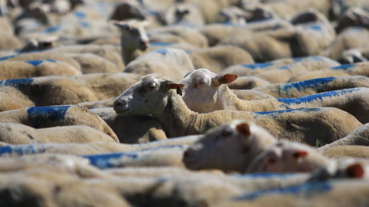 CHP'li Gürer, "Küçükbaşa Destek" projesini eleştirdi