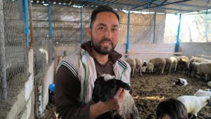 Çift başlı doğan kuzu bir gün yaşayabildi