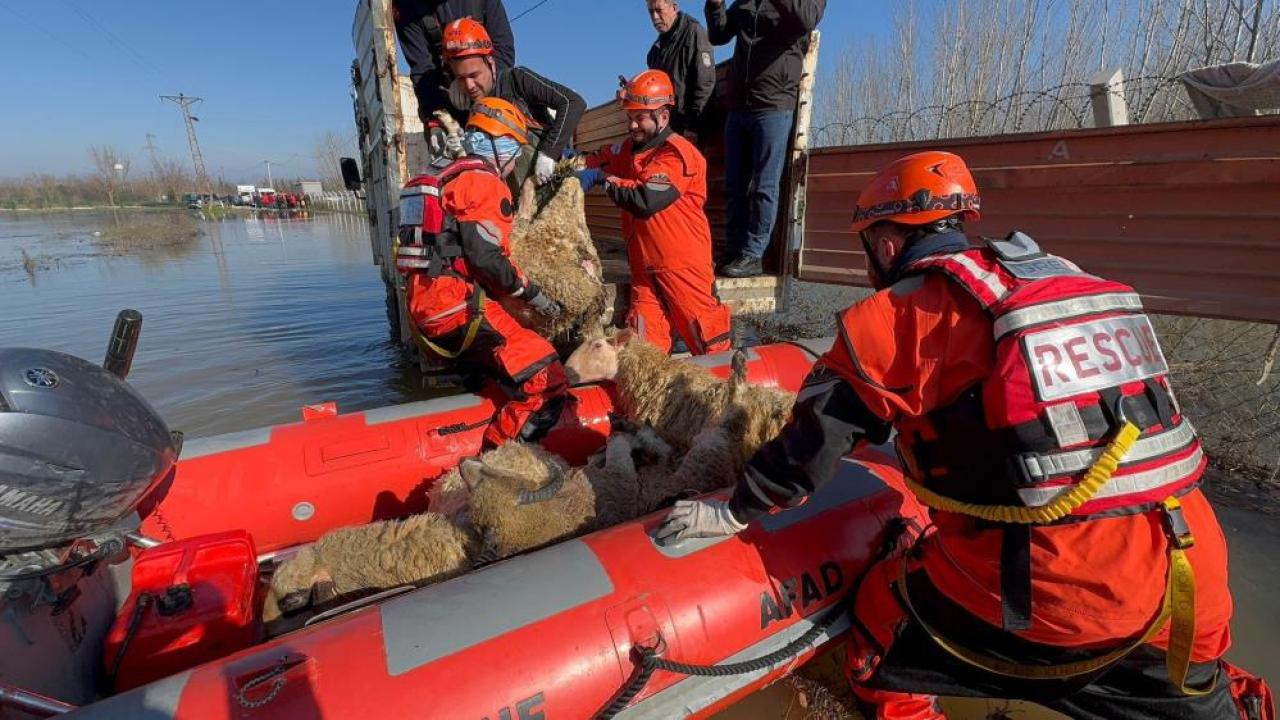 Edirne'de su altında kalan hayvanlar kurtarıldı