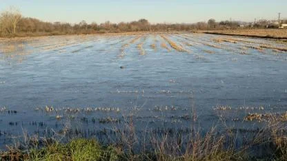 Edirne'de su altında kalan tarlalar buzla kaplandı