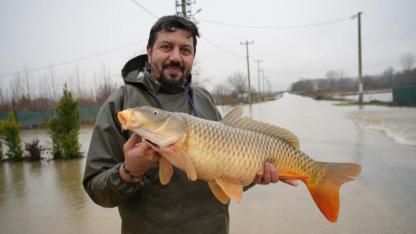 Edirne'de tarlada sazan yakaladılar