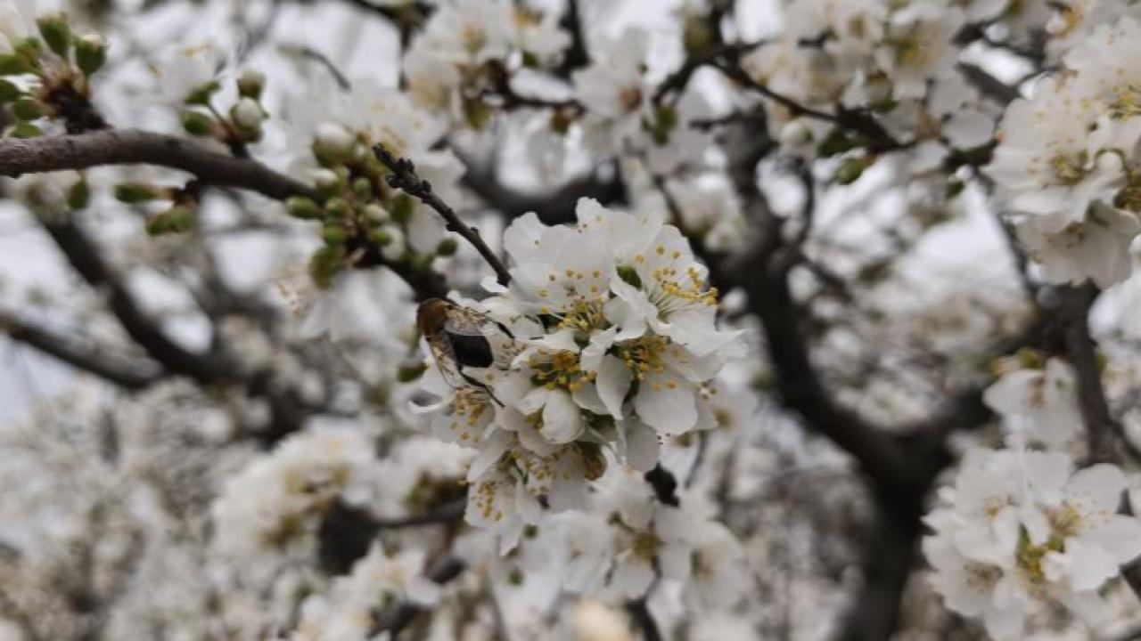 Erik sevenler; ağaçlar çiçek açtı meyvesine bir ay kaldı