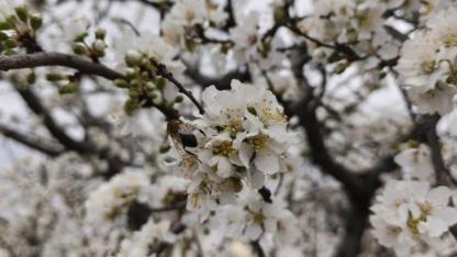 Erik sevenler; ağaçlar çiçek açtı meyvesine bir ay kaldı