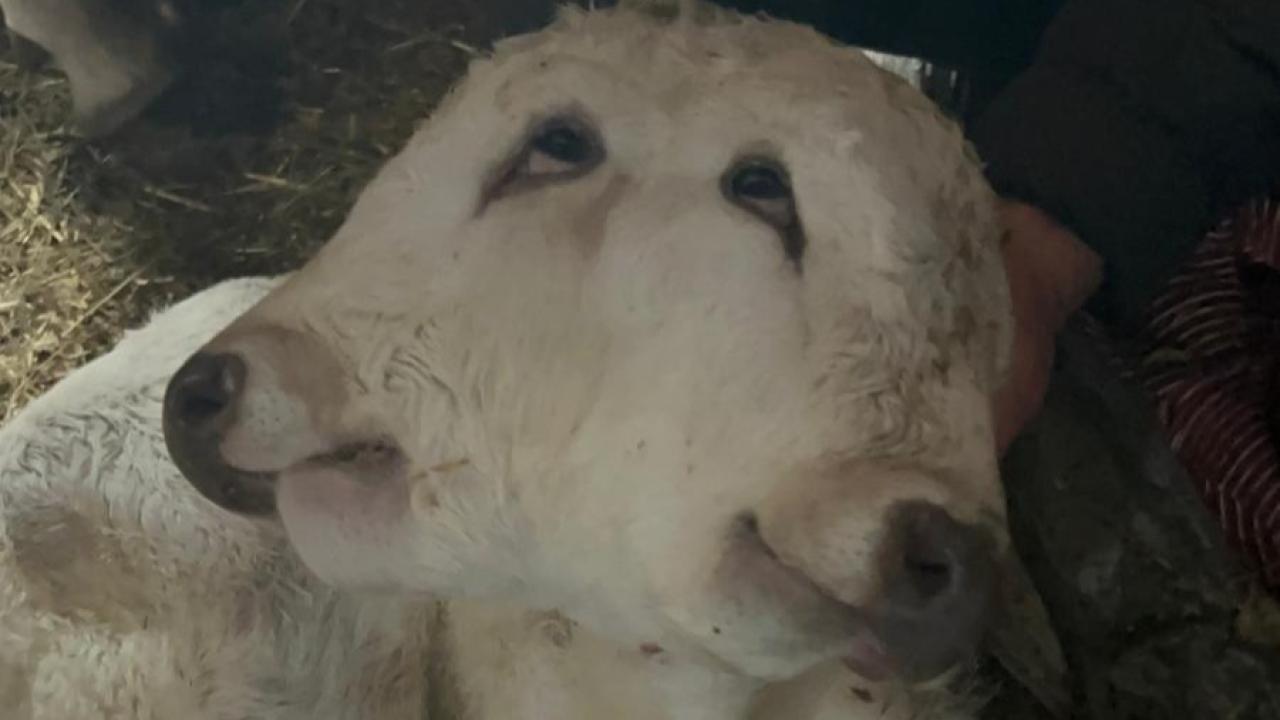 Erzurum'da çift başlı buzağı doğdu