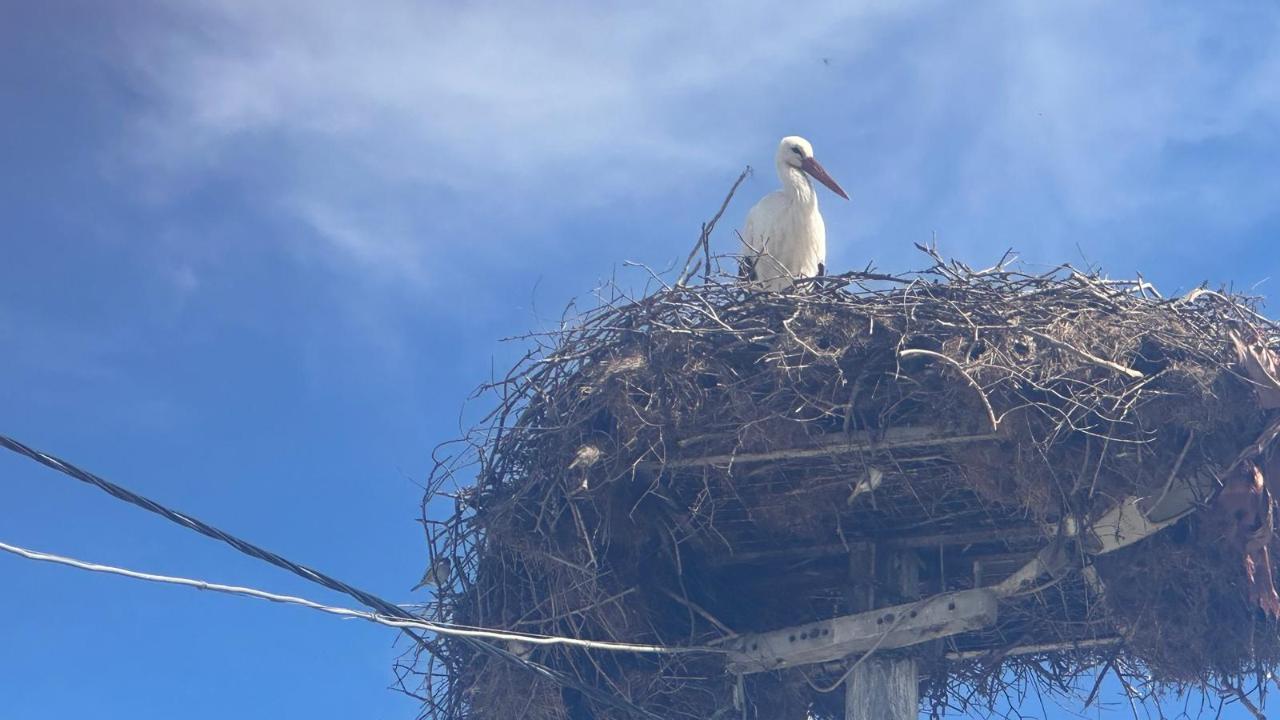 Eşi geldi gözler Yaren leylekte