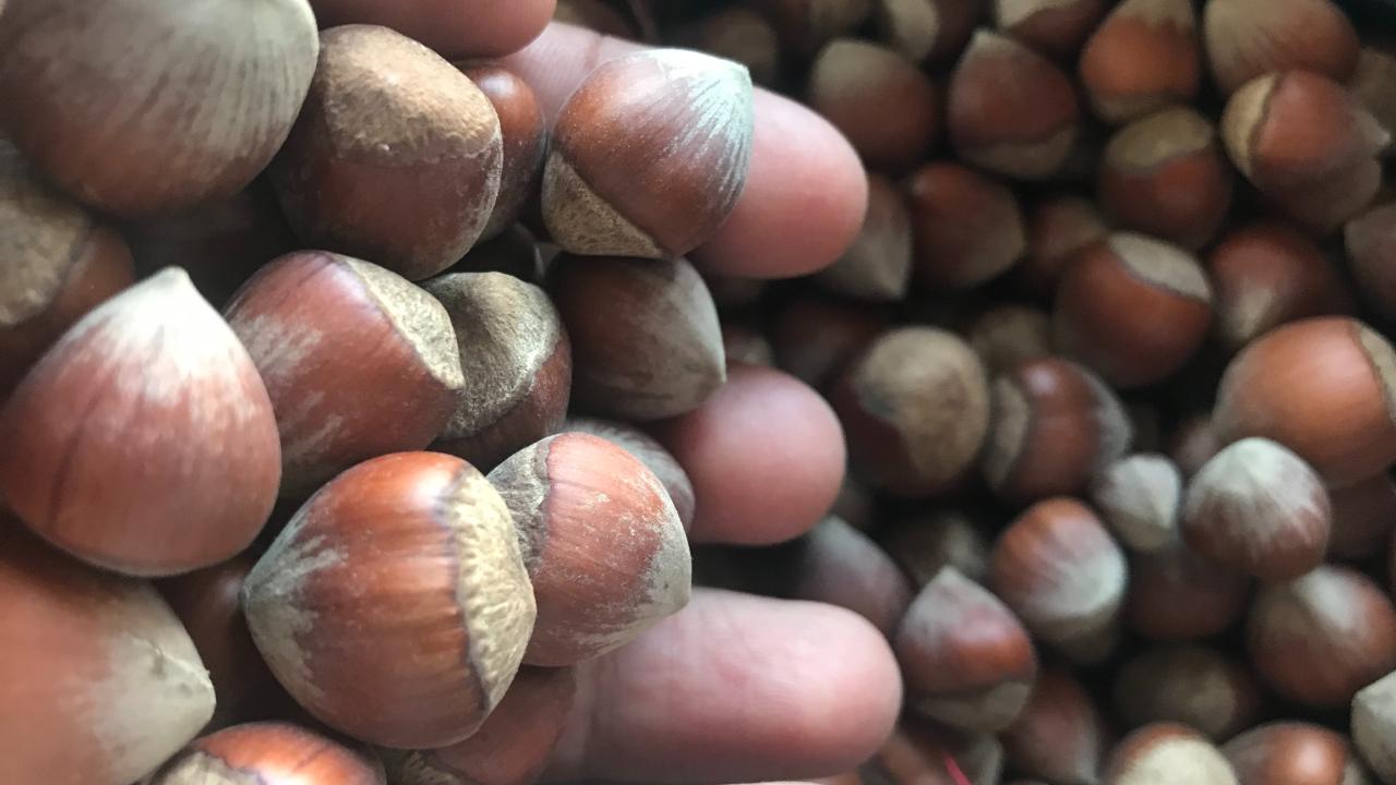 Fındık ihracatında kan kaybı 2026'da da sürüyor