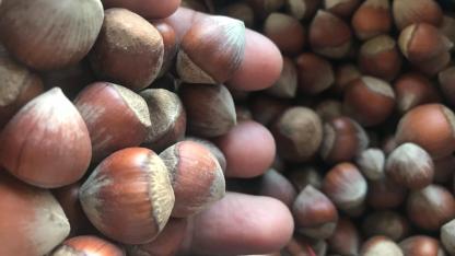 Fındık ihracatında kan kaybı 2026'da da sürüyor