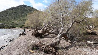Fırtınada devrilen ağaçlar yerine dikiliyor