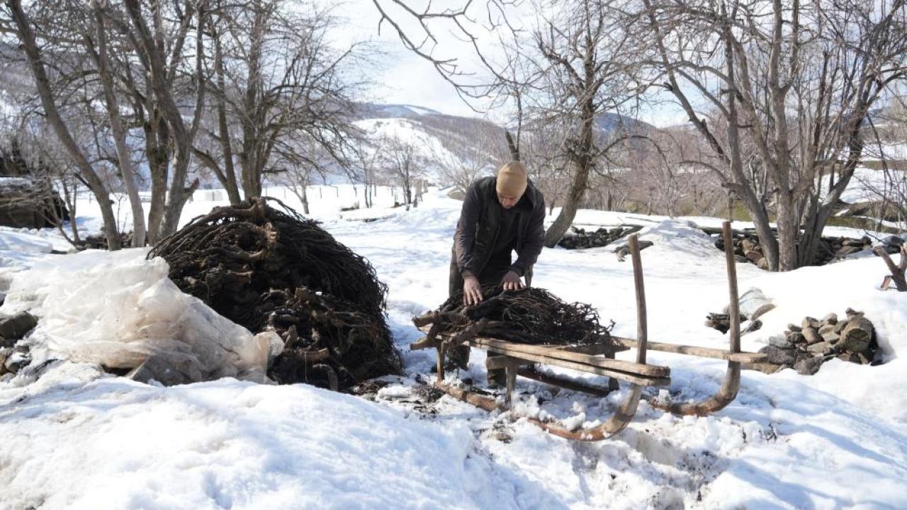 Geven otuyla yem maliyetini düşürüyor, verimi artırıyorlar