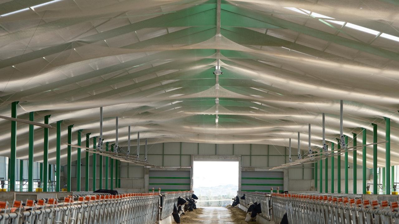 Hayvan çiftliklerinin korkulu rüyası kuşlara karşı "file" yöntemi