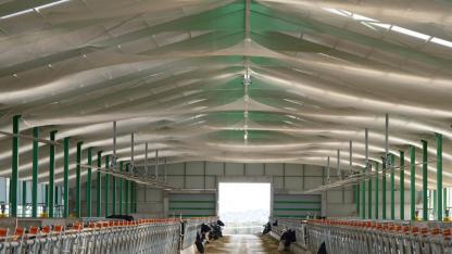 Hayvan çiftliklerinin korkulu rüyası kuşlara karşı "file" yöntemi