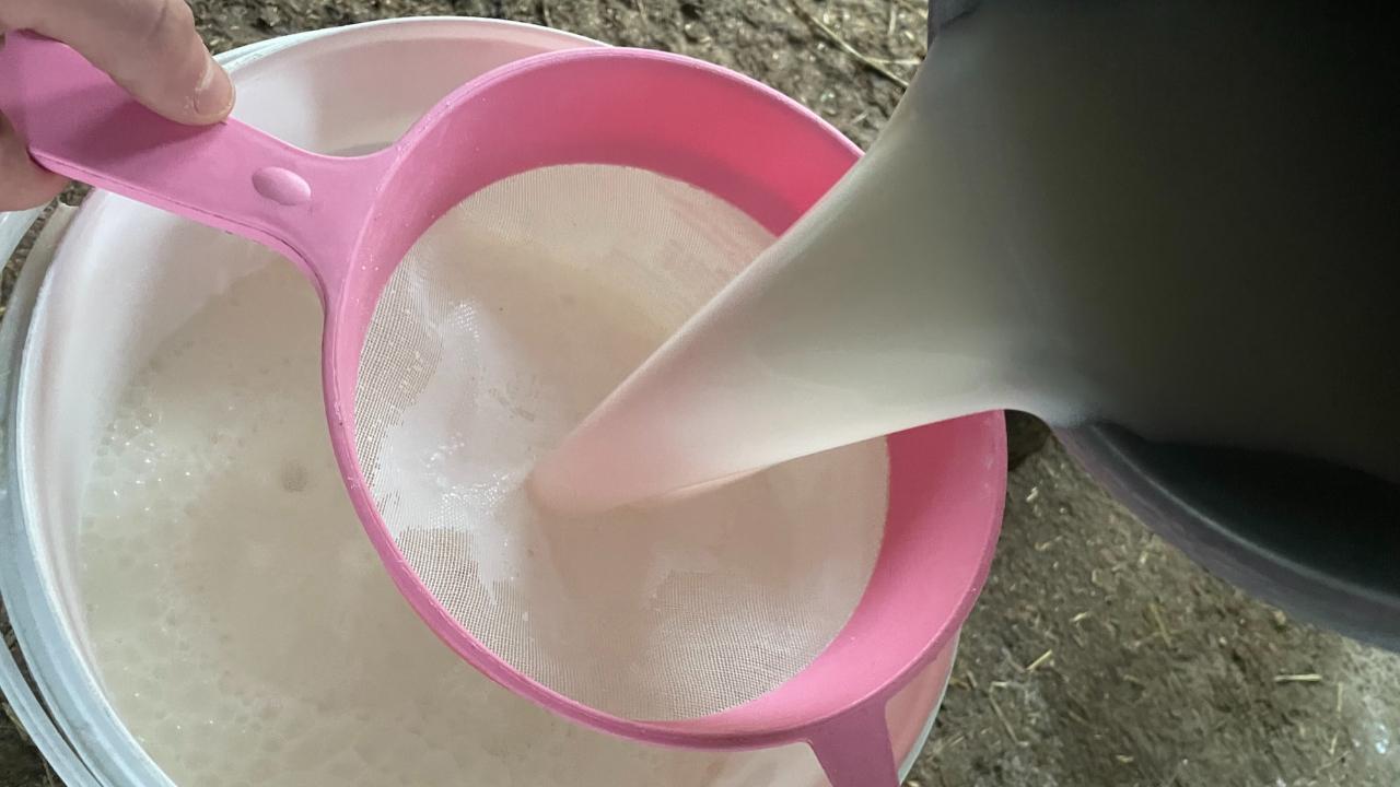 Hayvan sayısı artıyor süt üretimi düşüyor