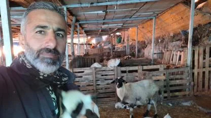 Hobi olarak 4 koyunla başladılar 600 hayvana ulaştılar