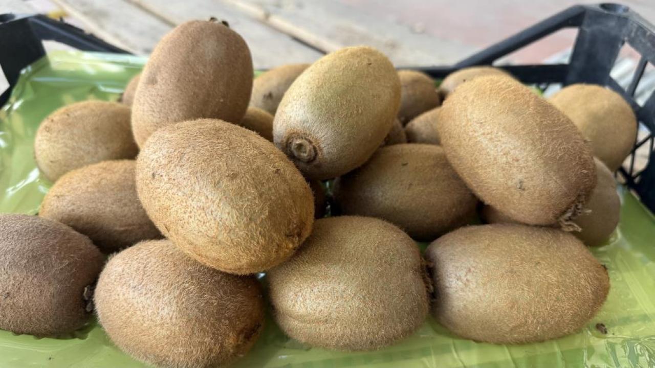 İznik kivilerinin 5'i bir kilogram geliyor