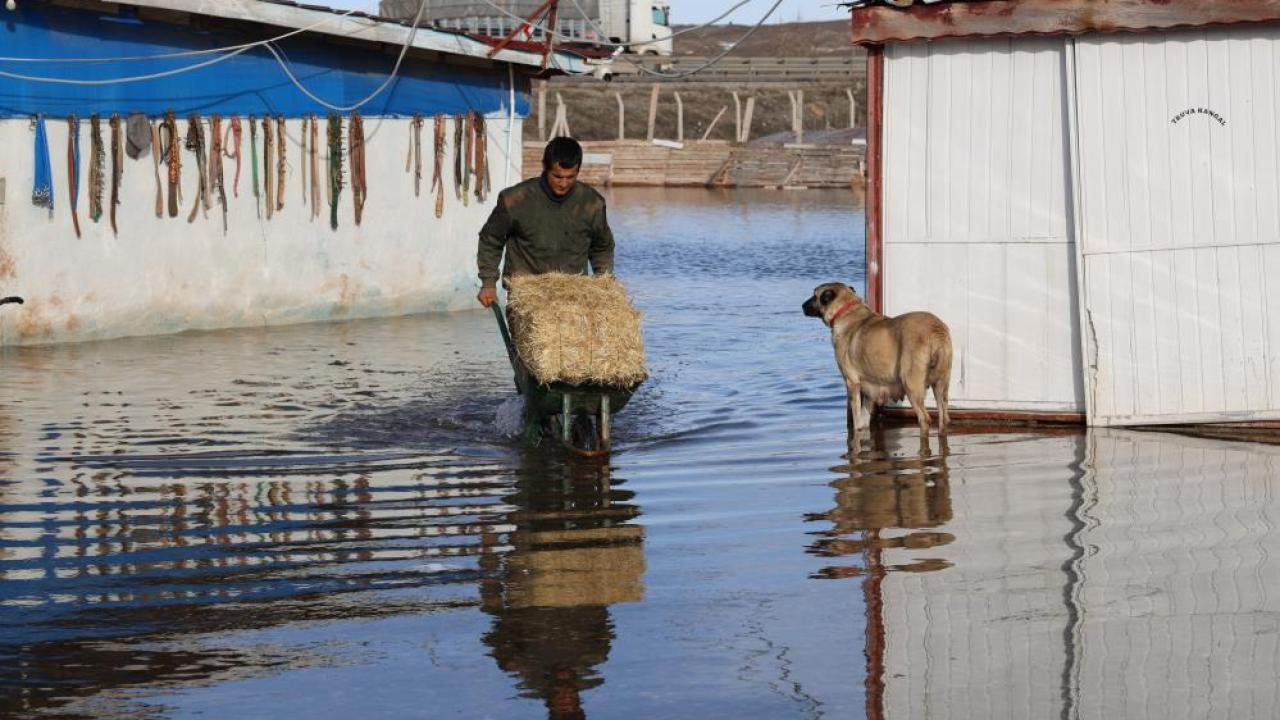 Kangal köpekleri de su altında kaldı