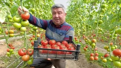 Kaplıca ısısıyla üretilen domatesler yaz lezzetini aratmıyor