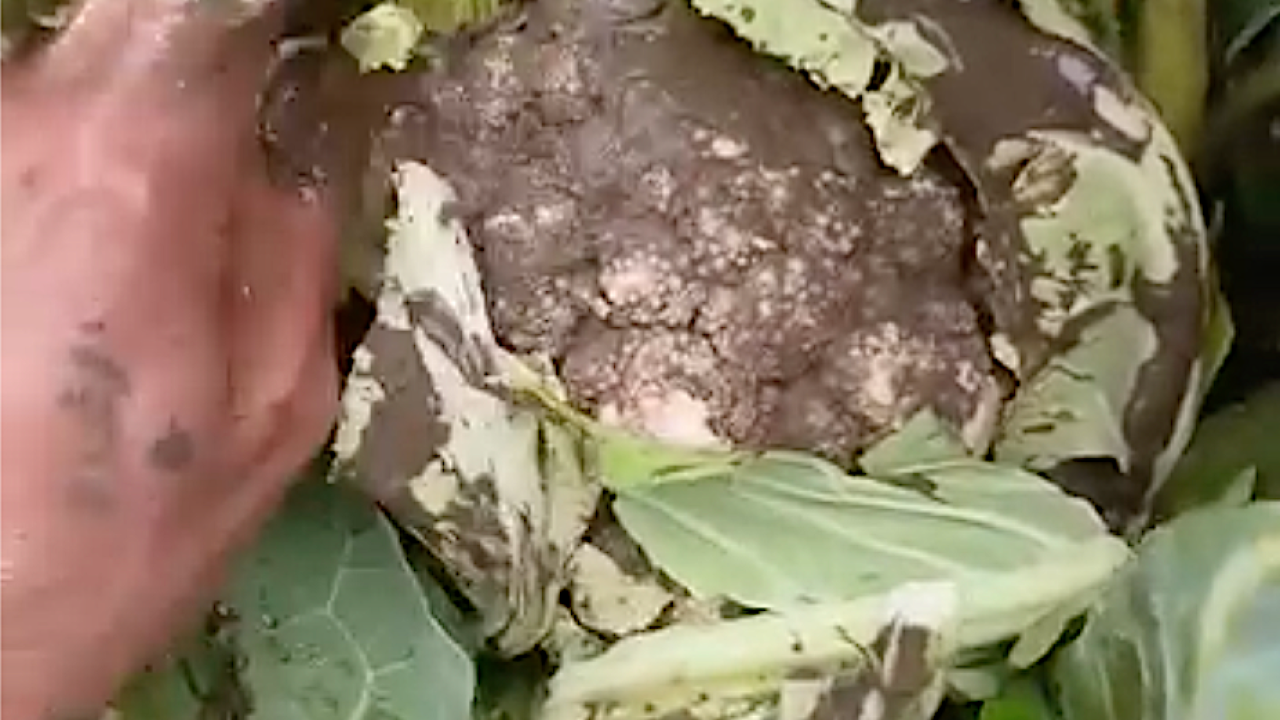 Kar beyazıydı su bastı çamura bulandı