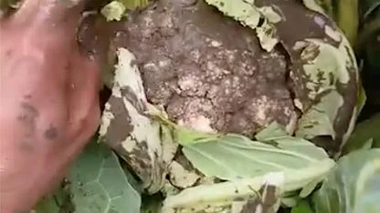 Kar beyazıydı su bastı çamura bulandı