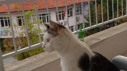 Kaybolan kedisi için binlerce kilometre yol yaptı