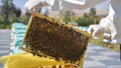 Kayserili üreticiler "arı kolonisi" desteğine başvuruyu kaçırmayın
