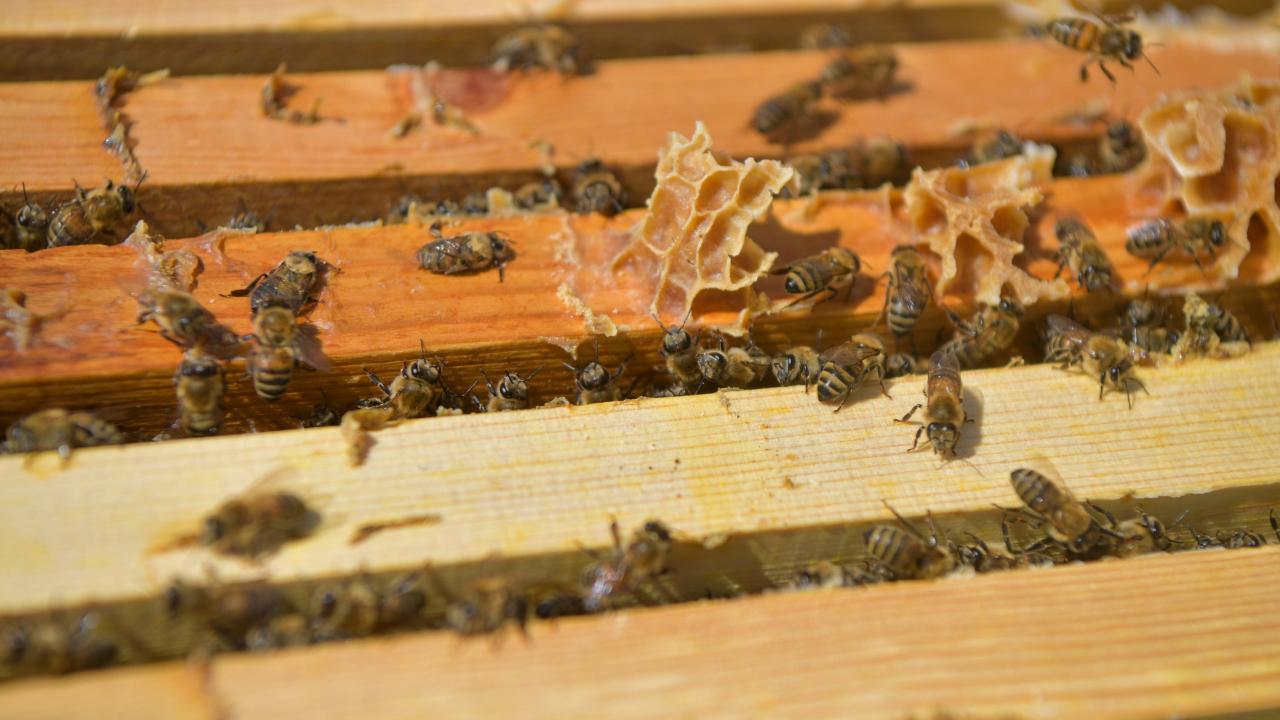 Kayseri'de arı desteği için başvurular 23 Şubat'ta başlıyor