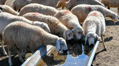 Kayseri'de hayvancılık projeleriyle kırsalda üretim güçlendi