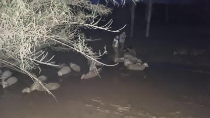 Korktular kaçtılar çamura saplandılar; 2'si telef oldu