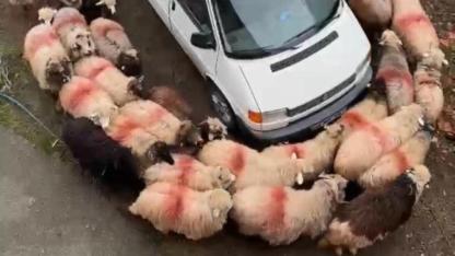 Koyun sürüsü minibüs çevresinde dakikalarca döndü