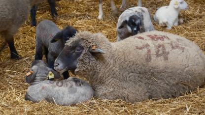 Koyunlara suni tohumlama geliyor