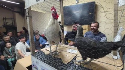 Kütahya'da süs tavuğu mezatı ilgi gördü