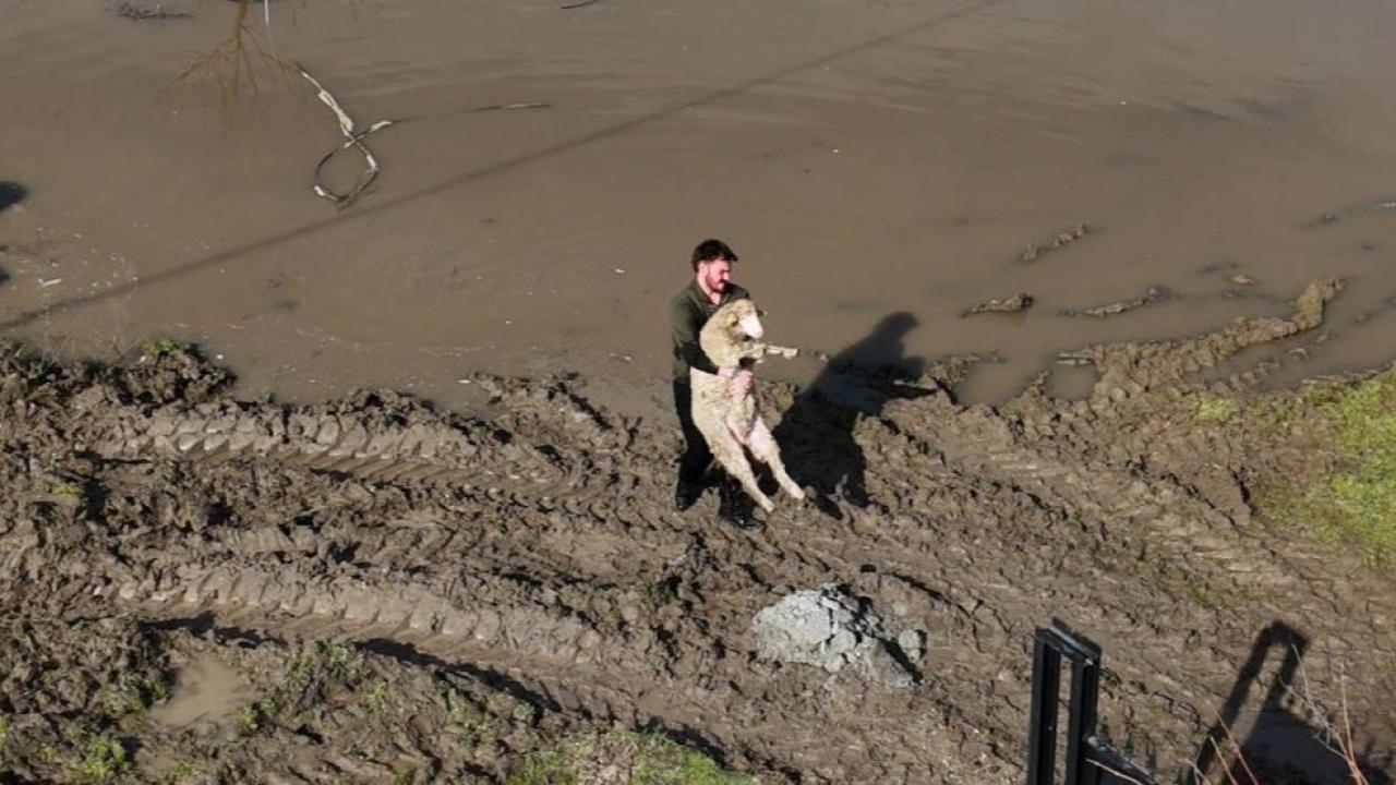 Meriç Nehri taştı tarım alanları su altında kaldı