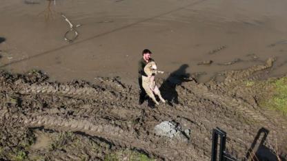 Meriç Nehri taştı tarım alanları su altında kaldı