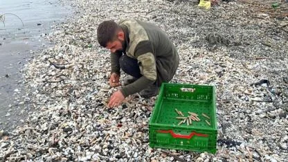Mersin sahilini "jilet midyesi" kapladı