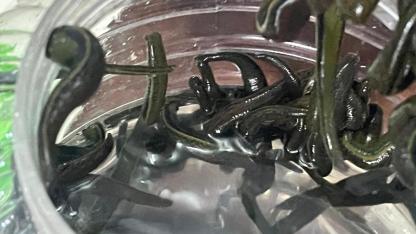 Mezbaha kanıyla besleniyor, birçok hastalığa şifa oluyorlar