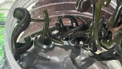 Mezbaha kanıyla besleniyor, birçok hastalığa şifa oluyorlar