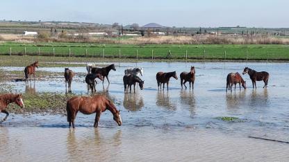 Milyonluk yarış atları da Uluabat Gölü'nün sularıyla buluştu