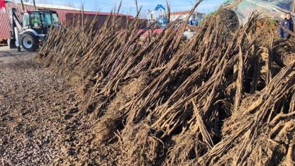 Muğla'da 50 bin ceviz ve zeytin fidanı dağıtıldı