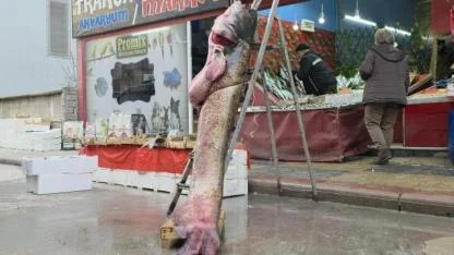 Nehir taştı; 102 kiloluk yayın balığı kıyıya vurdu