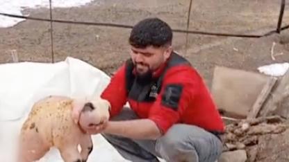 Ölü doğan ve panda yavrusuna benzeyen kuzu şaşırttı