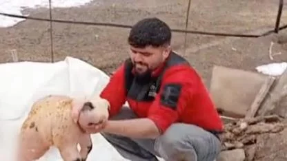 Ölü doğan ve panda yavrusuna benzeyen kuzu şaşırttı