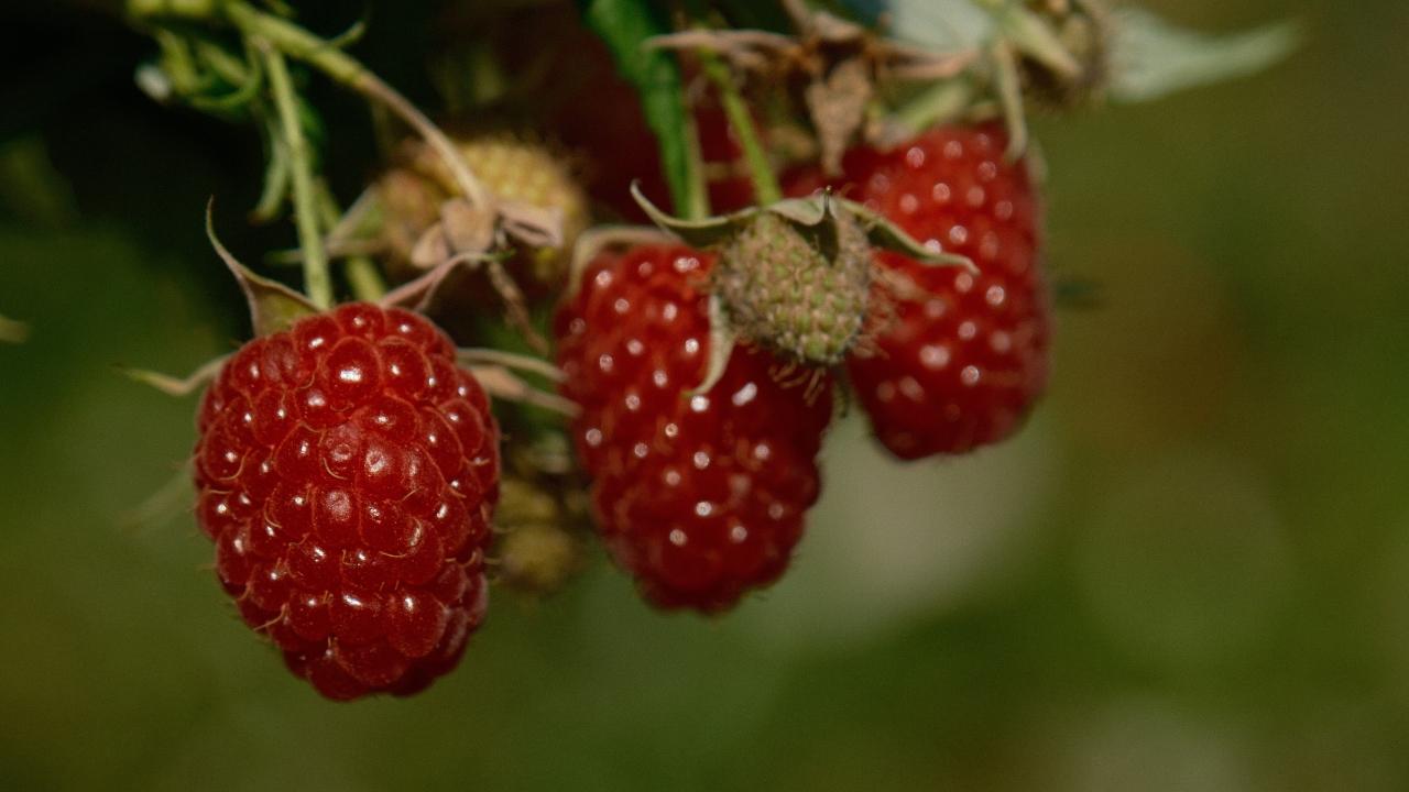 Osmangazi Belediyesinden ahududu atılımı; hedef 100 dönüm