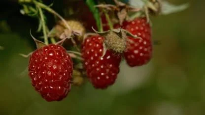 Osmangazi Belediyesinden ahududu atılımı; hedef 100 dönüm