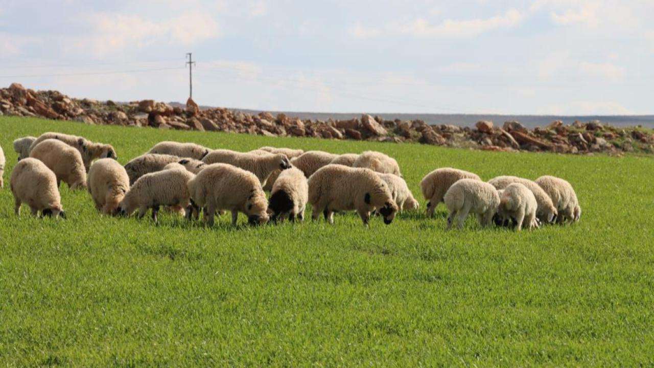 Şanlıurfa'da beyazın yerini yeşillik aldı; besiciler mutlu
