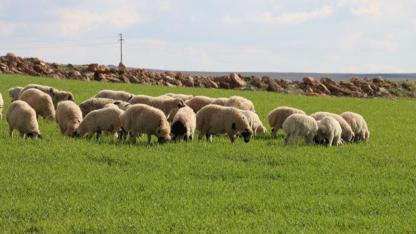 Şanlıurfa'da beyazın yerini yeşil aldı; meralar canlandı